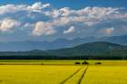 Flowering canola in the Flathead Valley-Montana-USA Art Print